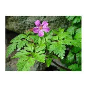 Zdravac crveni 50g Faveda